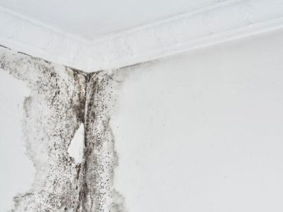 Learn More About Mold Assessment and Remediations